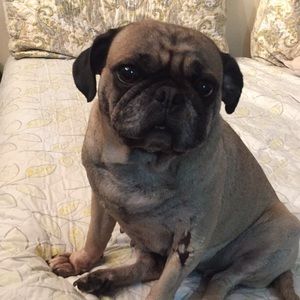 Meet your Posher, Bless